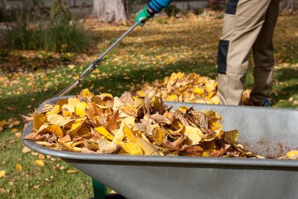 Lawns Love Leaf Removal